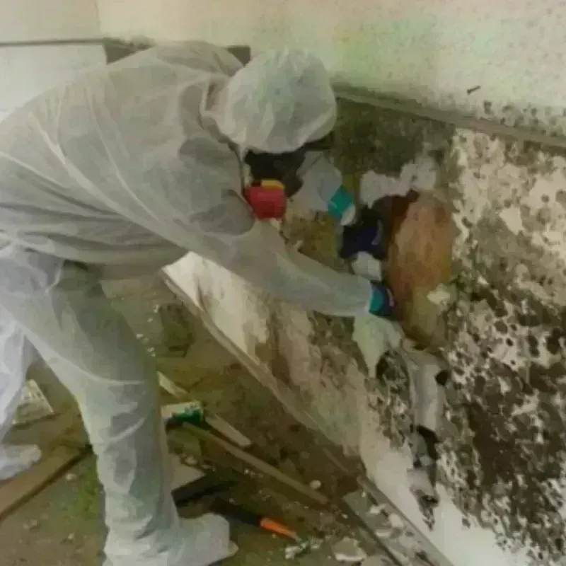 Mold Remediation and Removal in Citronelle, AL